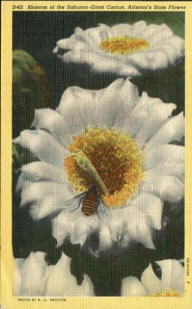 US 1949 Bee PPC