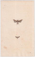 Great Britain Four Different 18th Century Large Butterfly Engravings