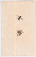Great Britain Six Different 18th Century Large Bee Engravings