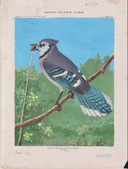 US Cachet /Stamp Artwork - Colorano #1984
