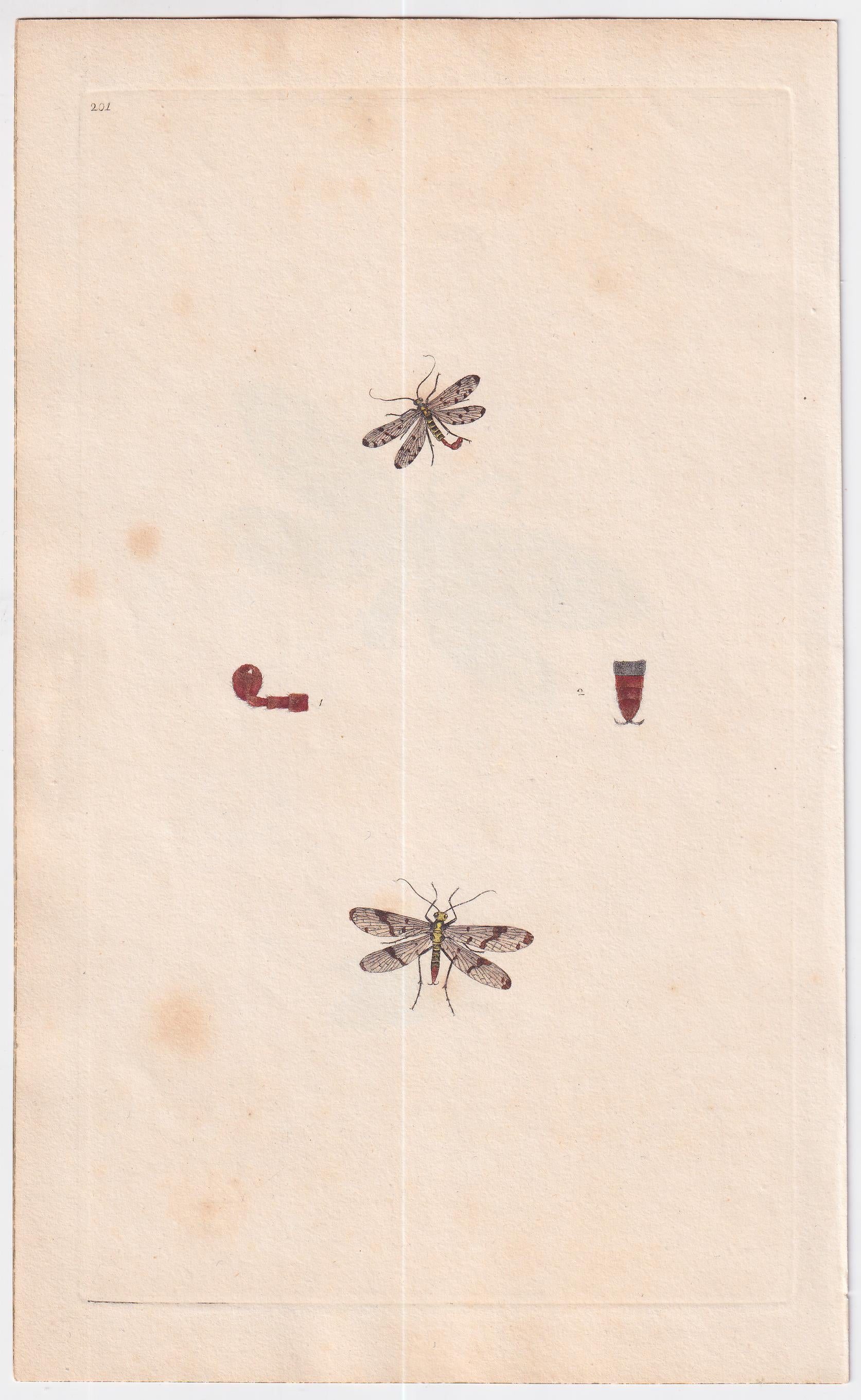 Great Britain Four Different 18th Century Large Butterfly Engravings