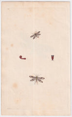 Great Britain Four Different 18th Century Large Butterfly Engravings