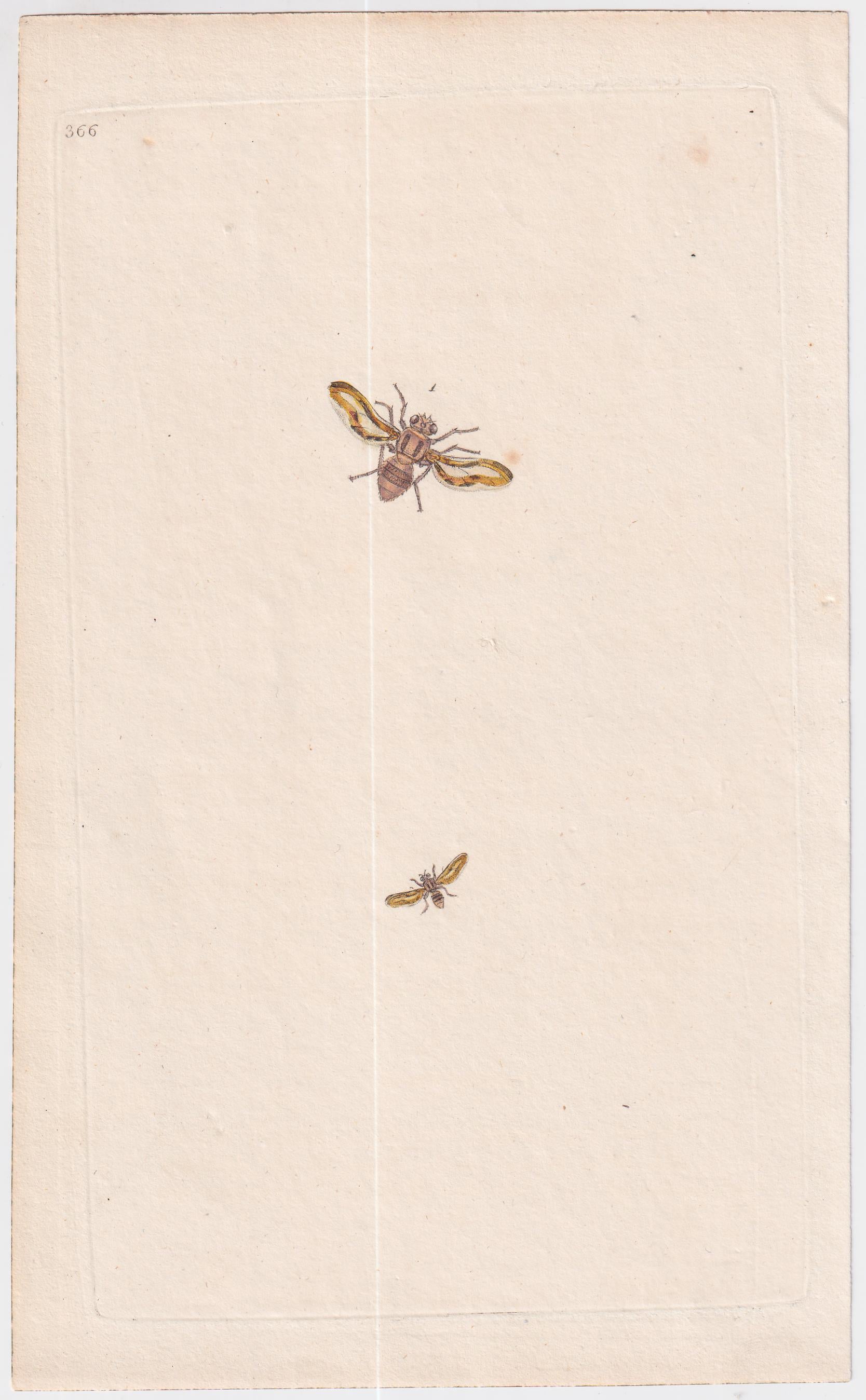 Great Britain  Six Different 18th Century Large Bee Engravings