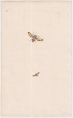 Great Britain  Six Different 18th Century Large Bee Engravings