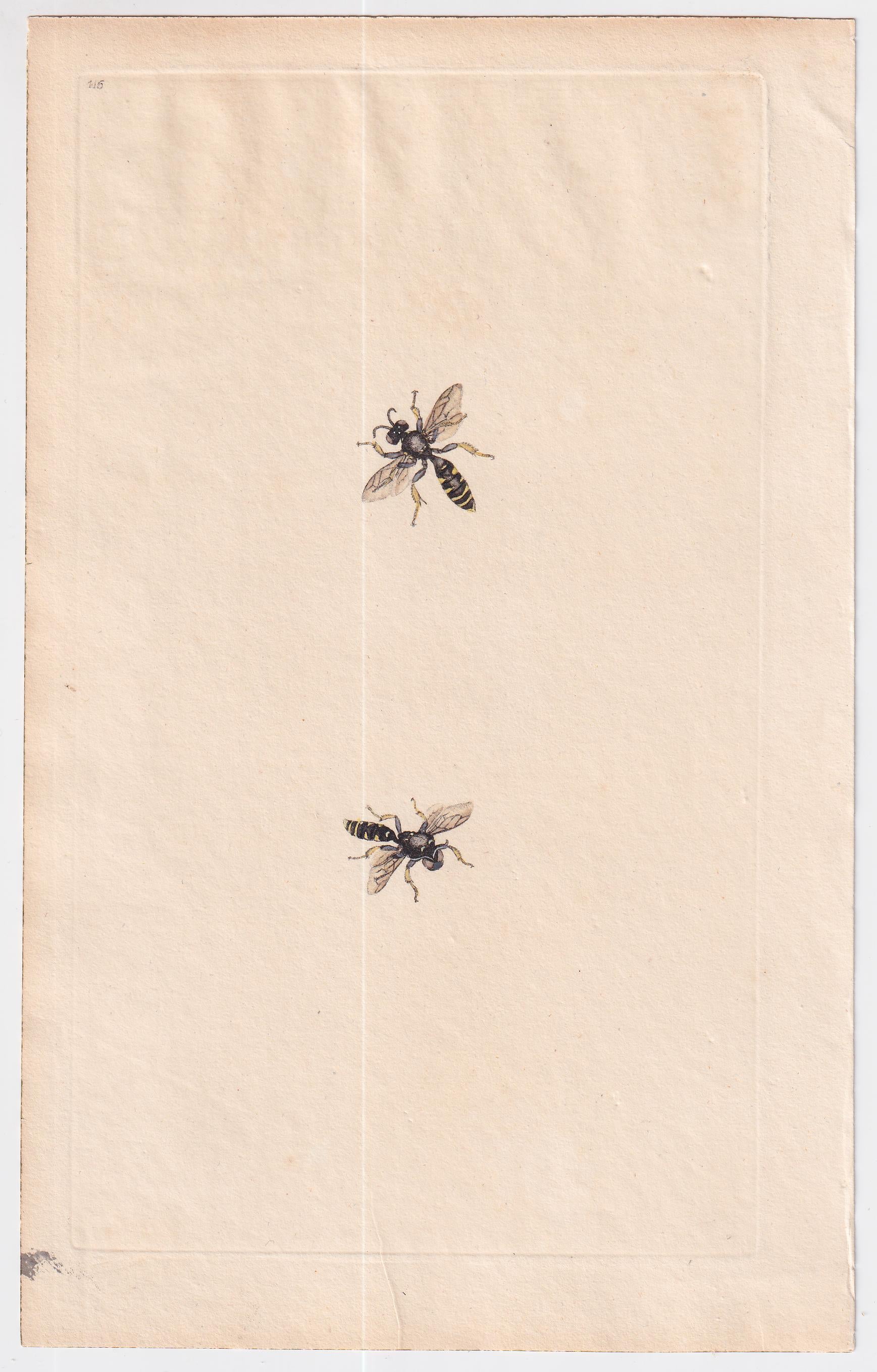 Great Britain  Six Different 18th Century Large Bee Engravings