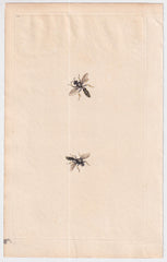 Great Britain  Six Different 18th Century Large Bee Engravings