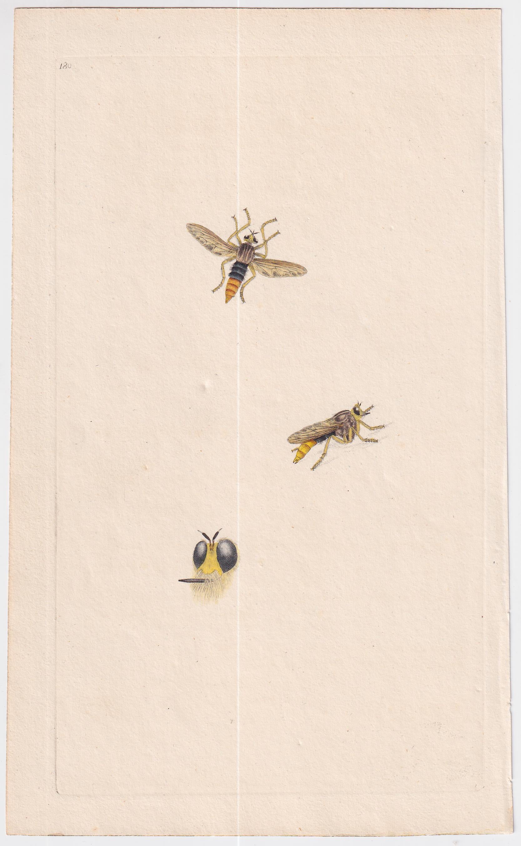 Great Britain  Six Different 18th Century Large Bee Engravings