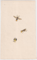 Great Britain  Six Different 18th Century Large Bee Engravings