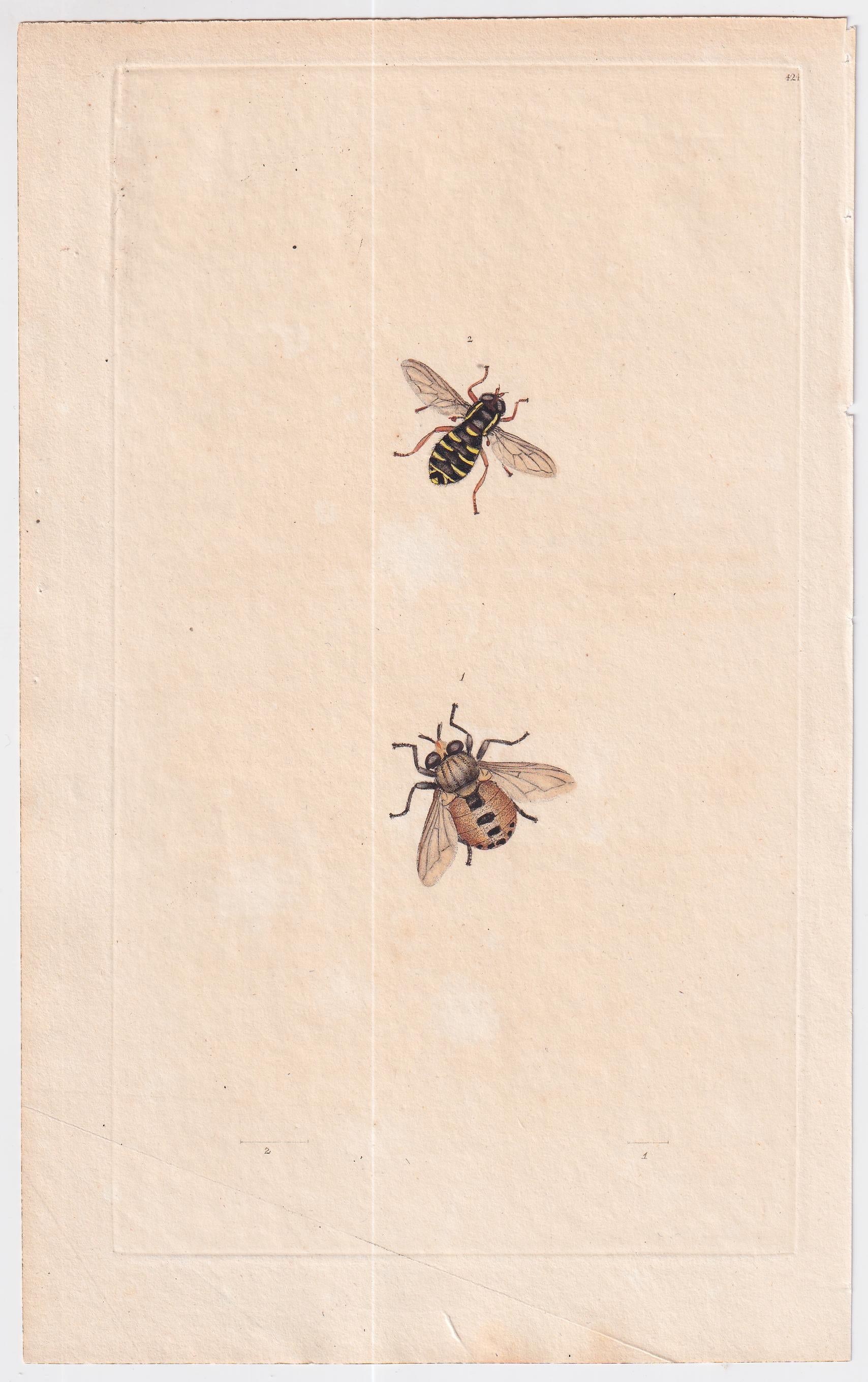 Great Britain  Six Different 18th Century Large Bee Engravings