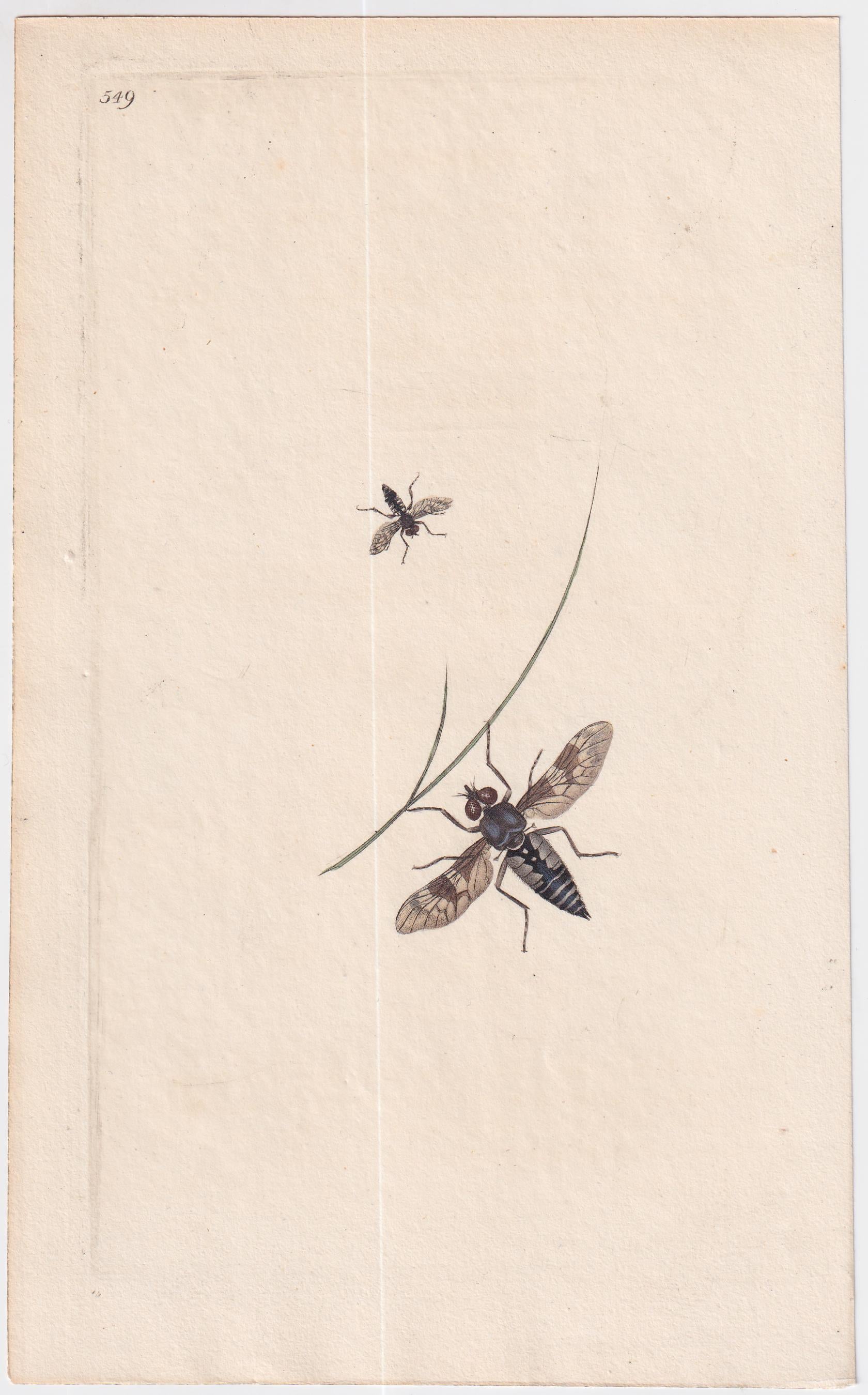 Great Britain  Six Different 18th Century Large Bee Engravings